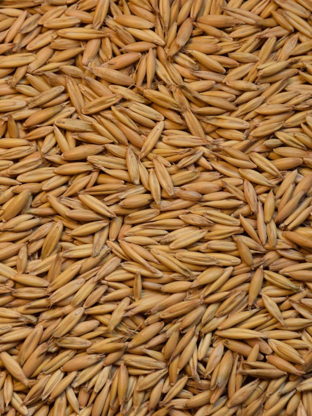Arctic Brand Forage Deer Oat
